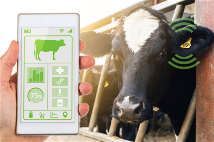Smartphone displaying digital cattle health dashboard beside dairy cow fitted with RFID ear tag for IoT livestock monitoring