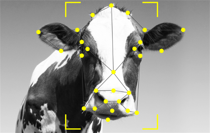 Black-and-white dairy cow portrait mapped with yellow facial landmark dots for bovine facial recognition algorithm training