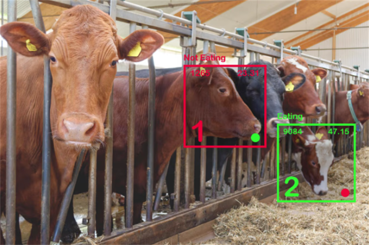 Indoor feedlot scene with AI bounding boxes classifying cows into eating vs non-eating feeding behavioral categories