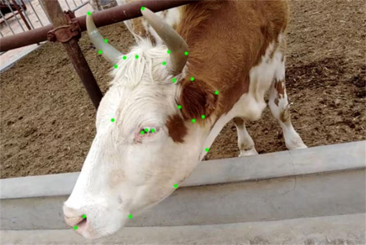 Beef cow overlaid with green AI landmark keypoints for cattle facial feature recognition calibration